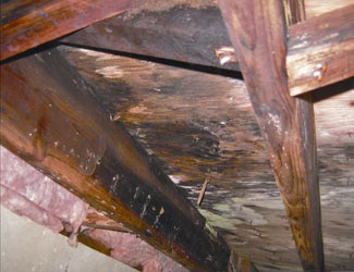 mold and rot in a Providence crawl space