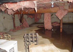 Fiberglass dripping off of the ceilings of a Taunton crawl space