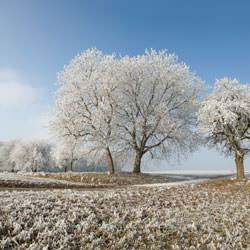 Frost covering trees and a grassy field in Hyannis
