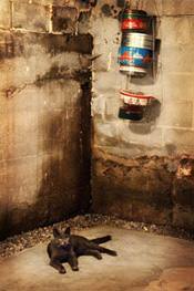 a cat laying in a wet, leaky basement in Providence, MA and RI